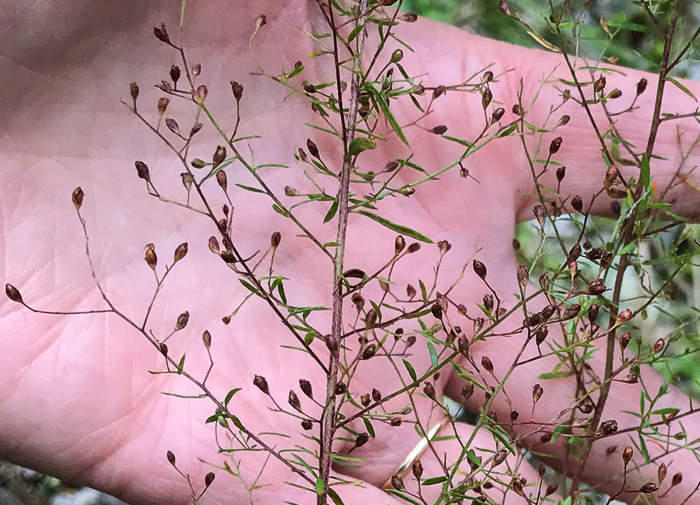 image of Lechea racemulosa, Racemose Pinweed, Appalachian Pinweed, Oblong-fruit Pinweed
