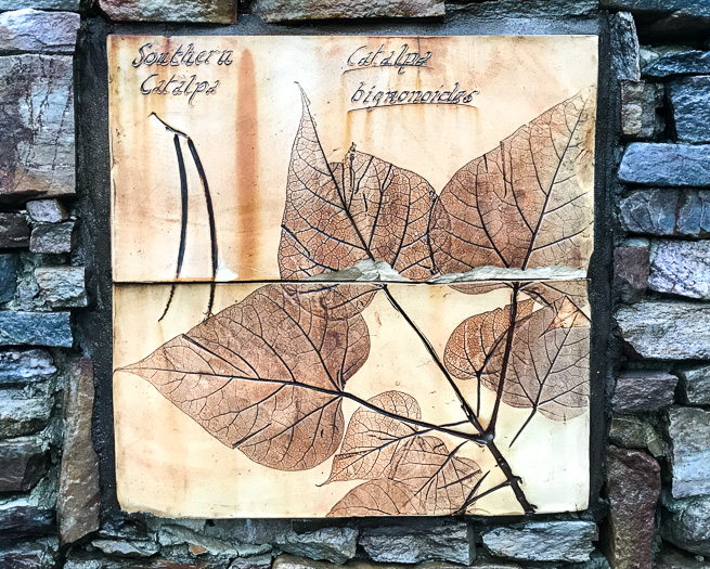 image of Catalpa bignonioides, Southern Catalpa, Fishbait Tree, Cigar Tree