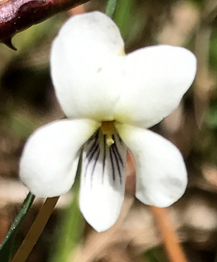 image of Viola primulifolia, Primrose-leaf Violet