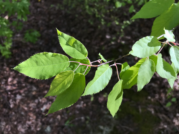 image of Amelanchier arborea, Downy Serviceberry, Sarvisberry