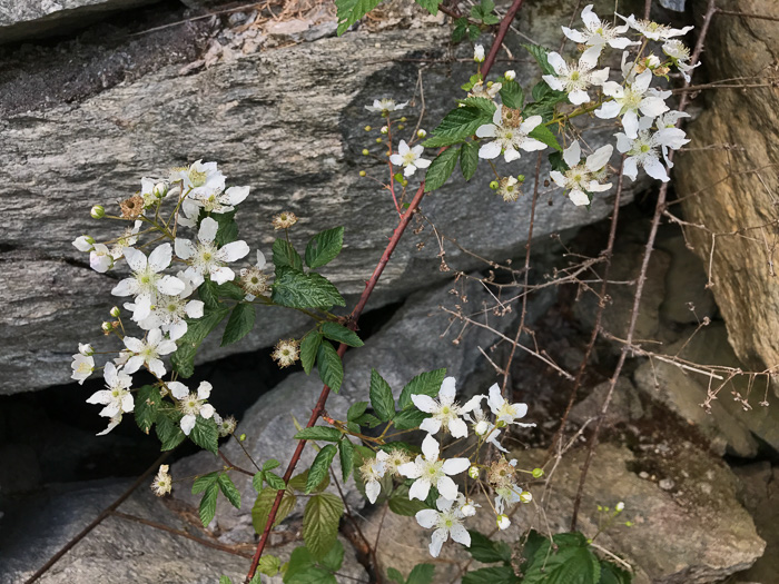 image of Rubus allegheniensis, Allegheny Blackberry