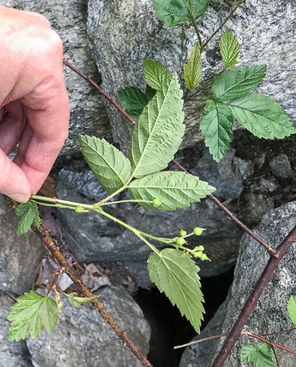 image of Rubus allegheniensis, Allegheny Blackberry