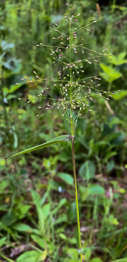 image of Dichanthelium microcarpon, Small-fruited Witchgrass