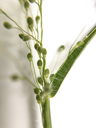 image of Dichanthelium villosissimum var. villosissimum, White-haired Witchgrass