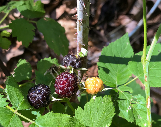 image of Rubus occidentalis, Black Raspberry, Blackcap