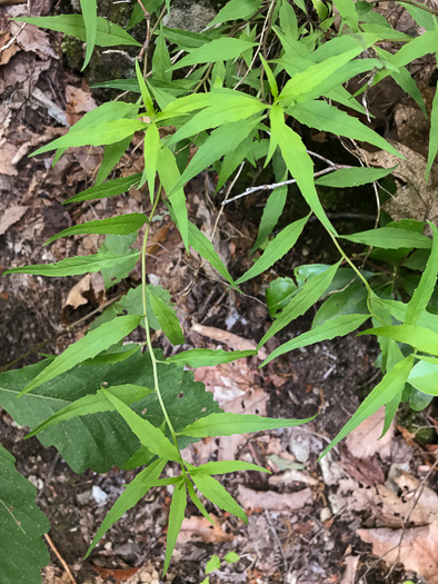 image of Campanula divaricata, Southern Harebell, Appalachian Bellflower