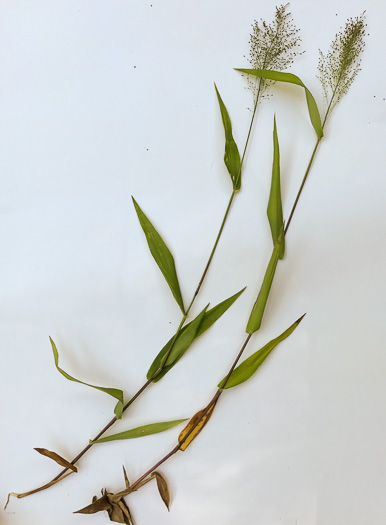 image of Dichanthelium polyanthes, Many-flowered Witchgrass, Small-fruited Witchgrass, Roundseed Witchgrass