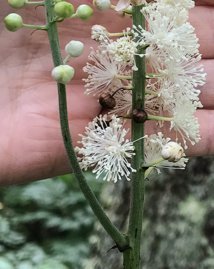 image of Actaea racemosa, Common Black Cohosh, Early Black Cohosh, Black Snakeroot, black bugbane