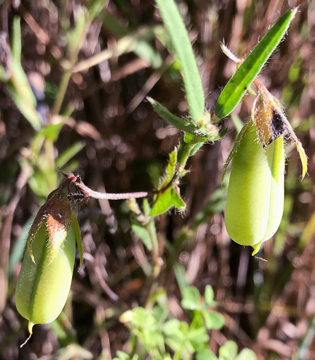 image of Crotalaria sagittalis, Arrowhead Rattlebox, Common Rattlebox