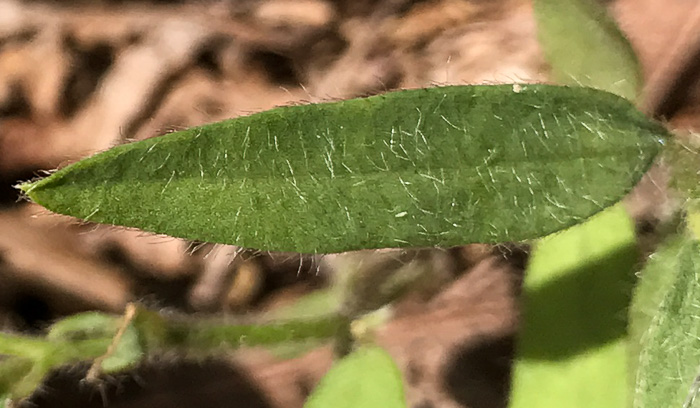 image of Crotalaria sagittalis, Arrowhead Rattlebox, Common Rattlebox
