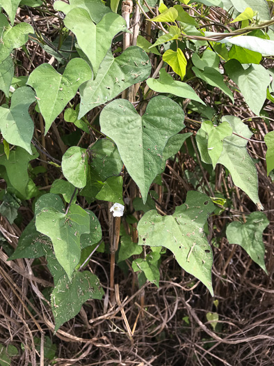 image of Ipomoea lacunosa, Small White Morning Glory, Small-flowered Morning Glory, Whitestar