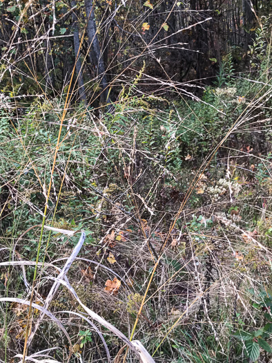 image of Panicum virgatum var. virgatum, Switchgrass, Prairie Switchgrass