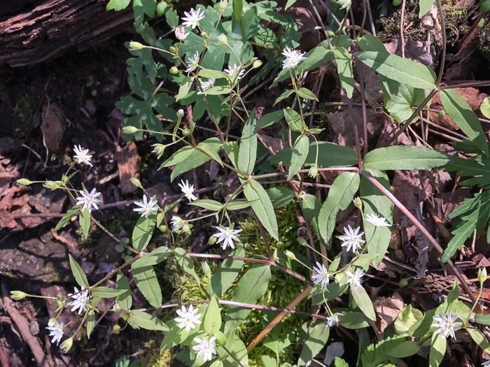 image of Stellaria pubera, Giant Chickweed, Star Chickweed, Great Chickweed, Common Starwort