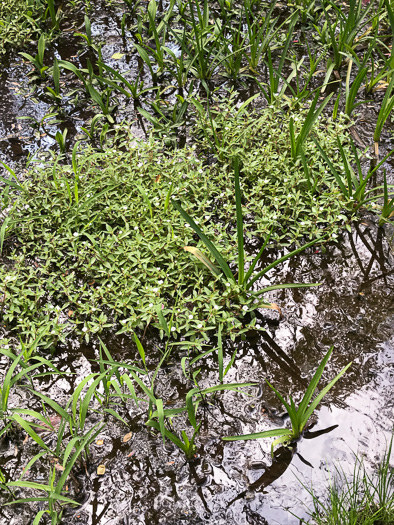 image of Gratiola virginiana, Roundfruit Hedge-hyssop, Virginia Hedge-hyssop