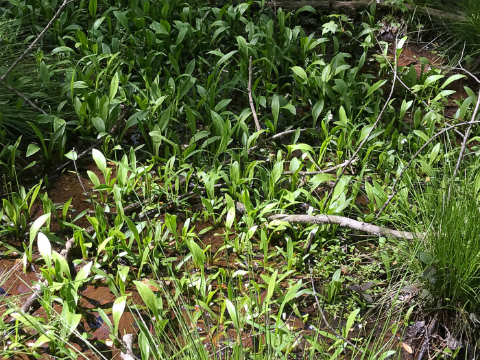 image of Sagittaria fasciculata, Bunched Arrowhead