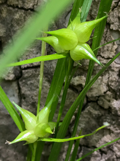 image of Carex intumescens var. intumescens, Bladder Sedge, Pregnant Sedge