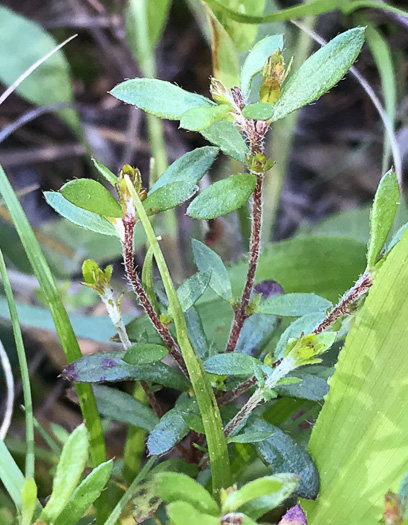 image of Lechea racemulosa, Racemose Pinweed, Appalachian Pinweed, Oblong-fruit Pinweed