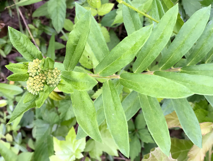 image of Asclepias tuberosa var. tuberosa, Butterfly Milkweed, Butterflyweed, Pleurisy Root, Wind Root