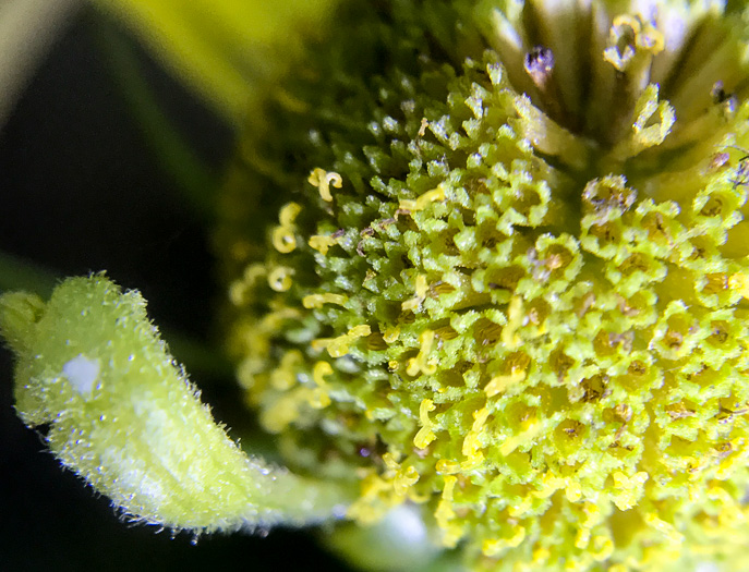 image of Helenium brevifolium, Littleleaf Sneezeweed, Shortleaf Sneezeweed