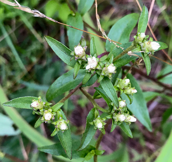 image of Sericocarpus asteroides, Toothed Whitetop Aster