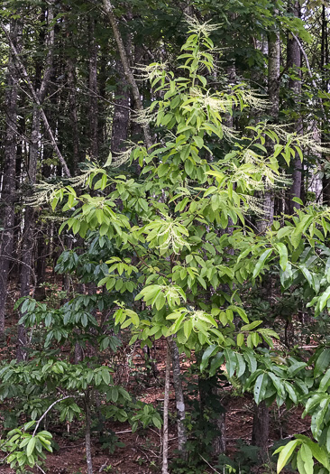 image of Oxydendrum arboreum, Sourwood, Sorrel-tree