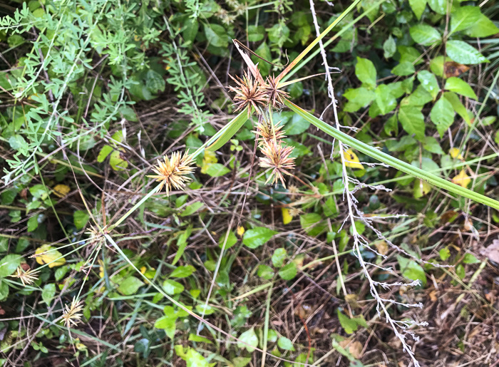 image of Cyperus lancastriensis, Many-flowered Flatsedge, Porter’s Flatsedge
