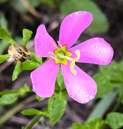 image of Sabatia angularis, Rose-pink, Bitterbloom, Common Marsh-pink, American Centaury