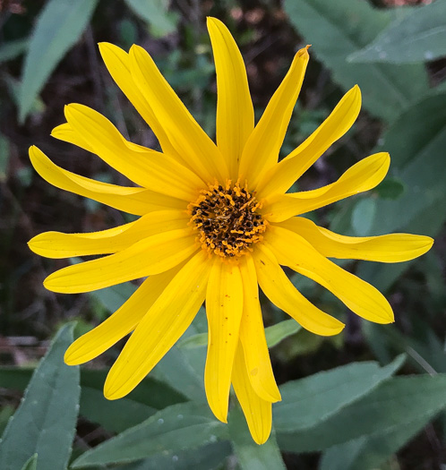 image of Helianthus laetiflorus, Showy Sunflower, cheerful sunflower