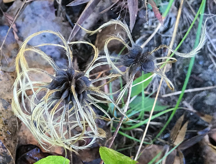Clematis viorna, Northern Leatherflower, Vase-vine