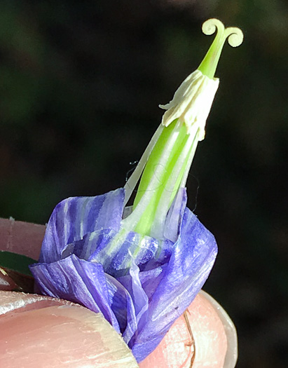 image of Gentiana saponaria, Soapwort Gentian, Harvestbells