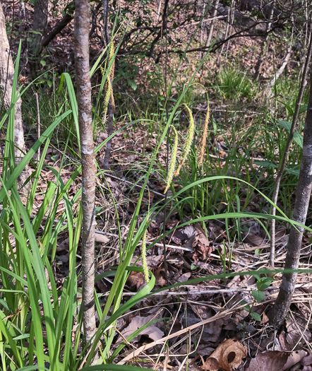 image of Carex gynandra, Mountain Fringed Sedge, Nodding Sedge