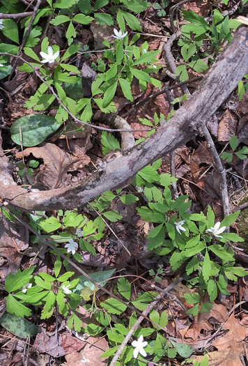 image of Anemone quinquefolia, Wood Anemone