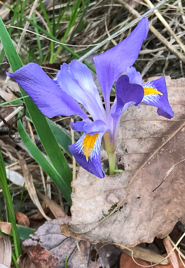 image of Iris verna var. smalliana, Upland Dwarf Iris, Upland Dwarf Violet Iris