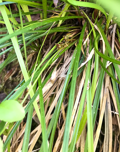 image of Carex pedunculata var. pedunculata, Longstalk Sedge, Pedunculate Sedge