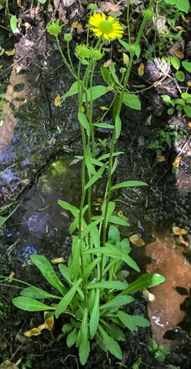 image of Helenium brevifolium, Littleleaf Sneezeweed, Shortleaf Sneezeweed