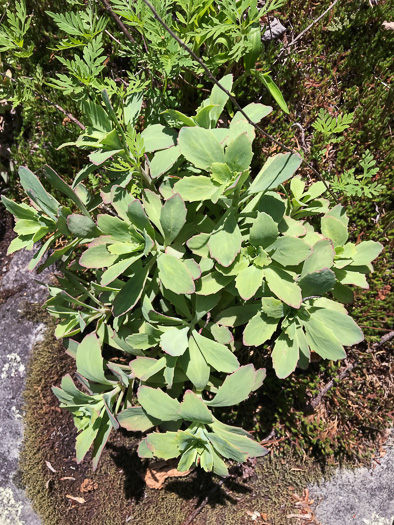 image of Hylotelephium telephioides, Allegheny Live-forever, Cliff Orpine, Allegheny Stonecrop
