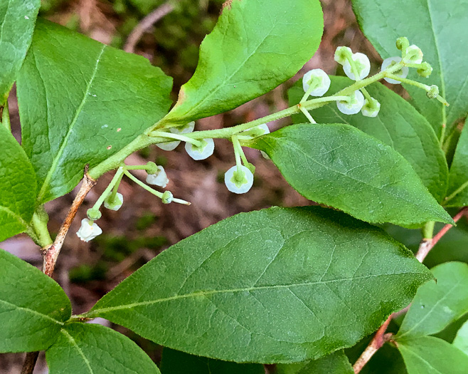 image of Lyonia ligustrina var. ligustrina, Northern Maleberry, He-huckleberry