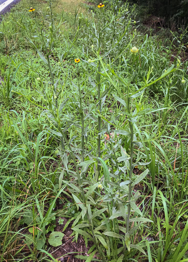image of Helenium flexuosum, Purplehead Sneezeweed, Southern Sneezeweed