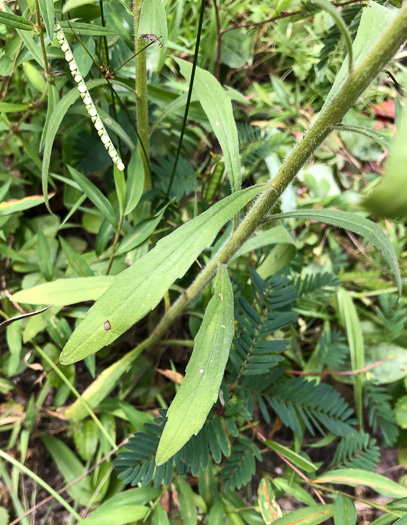 image of Erigeron sumatrensis, Tropical Horseweed, Sumatran Fleabane, Guernsey Fleabane