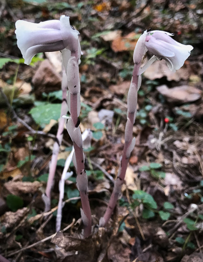 image of Monotropa uniflora, Indian Pipes, Ghost-flower, Common Ghost Pipes