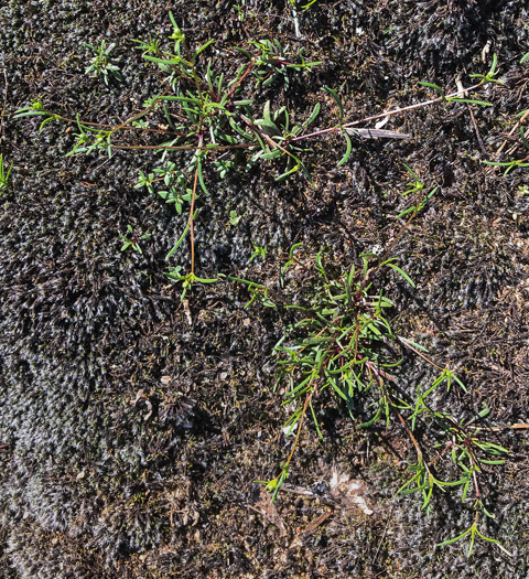 image of Geocarpon glabrum, Appalachian Sandwort