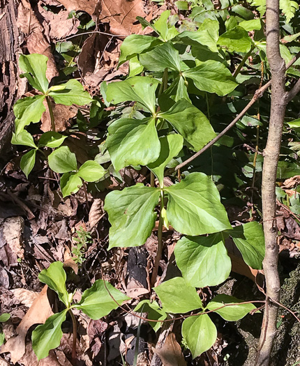 image of Trillium rugelii, Southern Nodding Trillium
