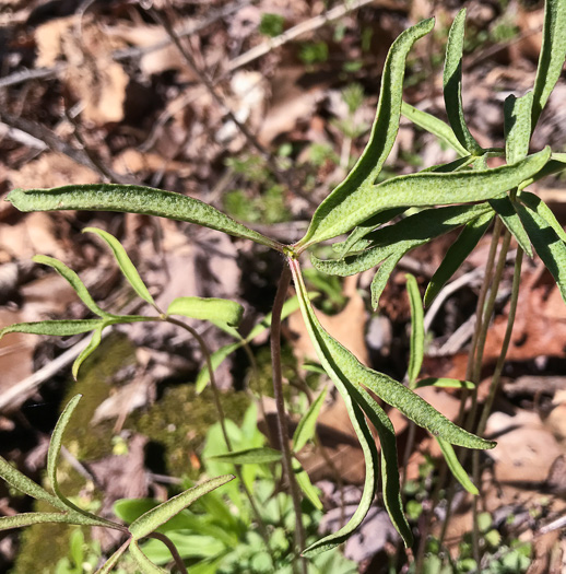 image of Anemone berlandieri, Eastern Prairie Anemone, Glade Windflower, Southern Thimbleweed, Ten-petal Anemone