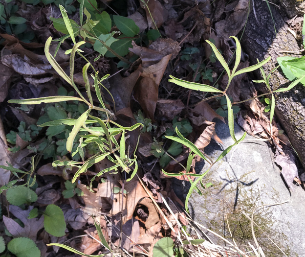 image of Anemone berlandieri, Eastern Prairie Anemone, Glade Windflower, Southern Thimbleweed, Ten-petal Anemone
