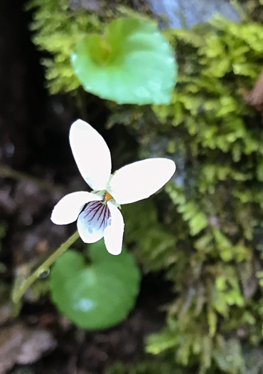image of Viola minuscula, Wild White Violet, White Marsh Violet