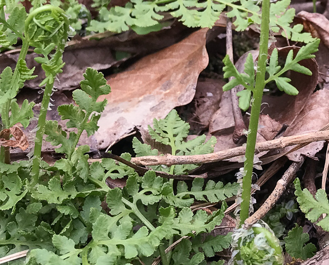 image of Woodsia obtusa ssp. obtusa, Blunt-lobed Cliff Fern, Common Woodsia