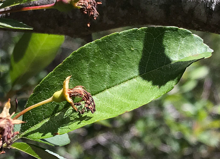 image of Malus angustifolia, Southern Crabapple, Wild Crabapple