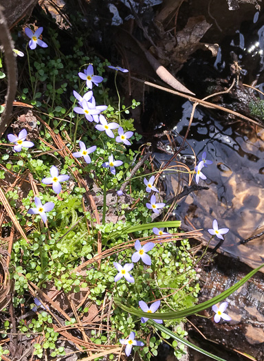 image of Houstonia serpyllifolia, Thymeleaf Bluet, Appalachian Bluet, Prostrate Bluet, Marsh Bluet