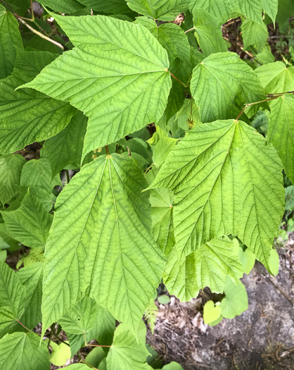 Acer pensylvanicum, Striped Maple, Moosewood