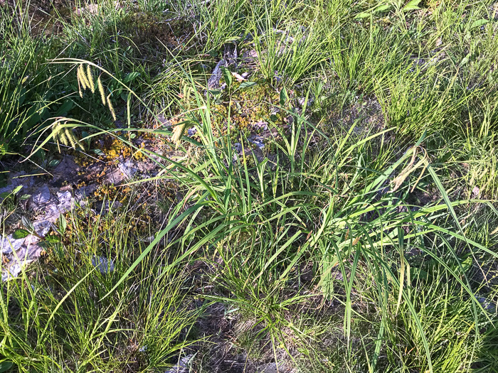 image of Carex gynandra, Mountain Fringed Sedge, Nodding Sedge